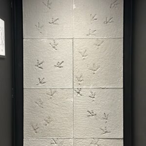 Pegadas que Contam Histórias